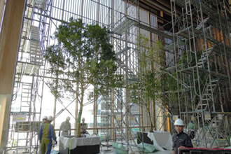 札幌三井JPビルディング(赤れんが テラス)　屋内緑化工事　～大型樹木の移植～